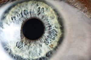 An Australian research group is making corneal transplant easier. Credit: iStockphoto