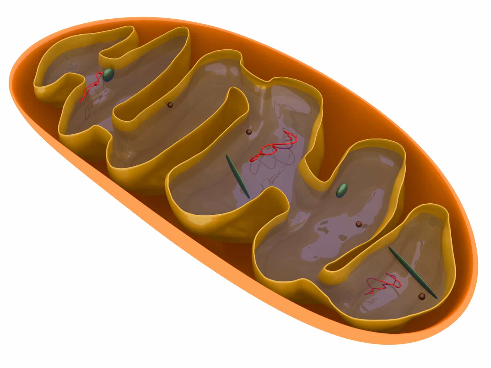 Plant Or Animal Cell Mitochondria Nucleolus biology