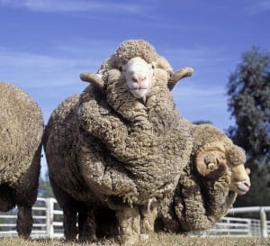 Photo: The barber’s pole worm causes deaths and massive production losses in the sheep industry. Credit:Istockphoto