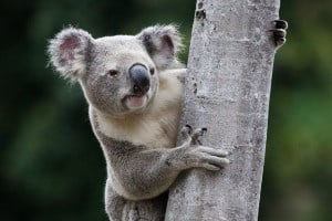 Could this koala help save less cute species? 9credit: Liana Joseph