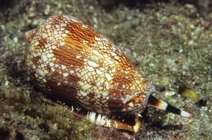PHOTO: CONE SNAILS MAY OFFER PAIN RELIEF. CREDIT: ISLAND EFFECTS