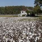 Cotton field ready for harvest In Virginia. Credit: Istockphoto Cotton field ready for harvest In Virginia. Credit: Istockphoto