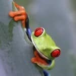 Red-eyed tree frog. Credit: Istockphoto Red-eyed tree frog. Credit: Istockphoto