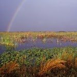 Everglades National Park. Credit: Istockphoto Everglades National Park. Credit: Istockphoto