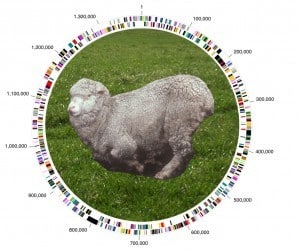 ARCMicrobialGenomics_wheel-grass-sheep