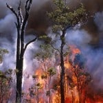 Experimental Bushfire Set In Mccorkhill, Western Australia. Credit: CSIRO. Experimental Bushfire Set In Mccorkhill, Western Australia. Credit: CSIRO.