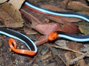The blue coral snake is just one of the species helping scientists to better understand pain. Credit: Lou Boyer. 