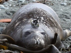 Elephant seal solves an ocean mystery. Credit: Chris Oosthuizen 