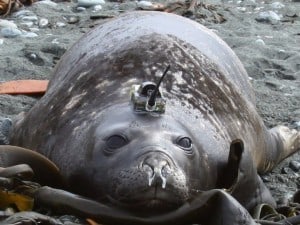 Elephant seals helped solve an ocean mystery, credit: Chris Oosthuizen.