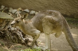 Kangaroo 5