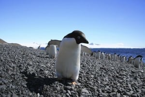 Adélie penguin. Credit: Griffith University