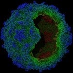 Virtual Polio Virus. Credit: Jason Roberts/VIDRL Virtual Polio Virus. Credit: Jason Roberts/VIDRL