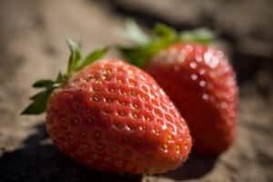 Researchers are looking at the genetic and environmental factors that influence the taste of strawberries. Credit: RMIT