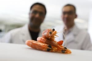 Researchers are working with prawns in the search for a shellfish allergy vaccine. Credit: RMIT