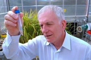 Robert Henry is leading a project to use eucalypts and other non-food crops as a source of biofuel.