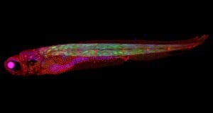 Zebrafish were the first animal the team discovered these buddy cells in; they now plan to investigate the process in others (credit: Phong Nguyen)