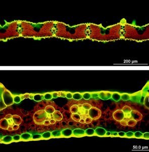 Specialised cells (called bundle sheath cells) inside a C4 plant leaf (bottom) trap CO2 and allow it to photosynthesise more efficiently than a C3 plant like rice (top). Credit: International Rice Research Institute