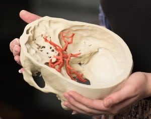 The printed parts will hold up to repeated handling and close study. Credit: Centre for Human Anatomy Education