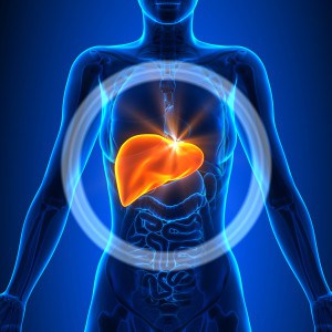 Monitoring iron in the liver made easier thanks to the FerriScan technology. Credit: stock photo, Dollar Photo Club