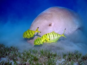 Using maths to protect seagrass meadows and the communities they support .