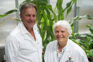 Professors Bob Furbank and Susanne von Caemmerer are two of the scientists involved in creating ‘supercharged’ rice to feed the world. Credit: James Walsh, ANU