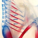 Edwina and her team were able to visualise the formation of the skeleton, using stains for bone (red) and cartilage (blue). Credit: Edwina McGlinn