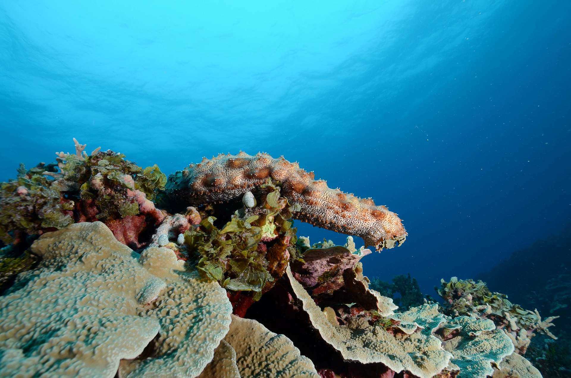 Sea Hum Environment and conservation | Stories of Australian Science, from ...