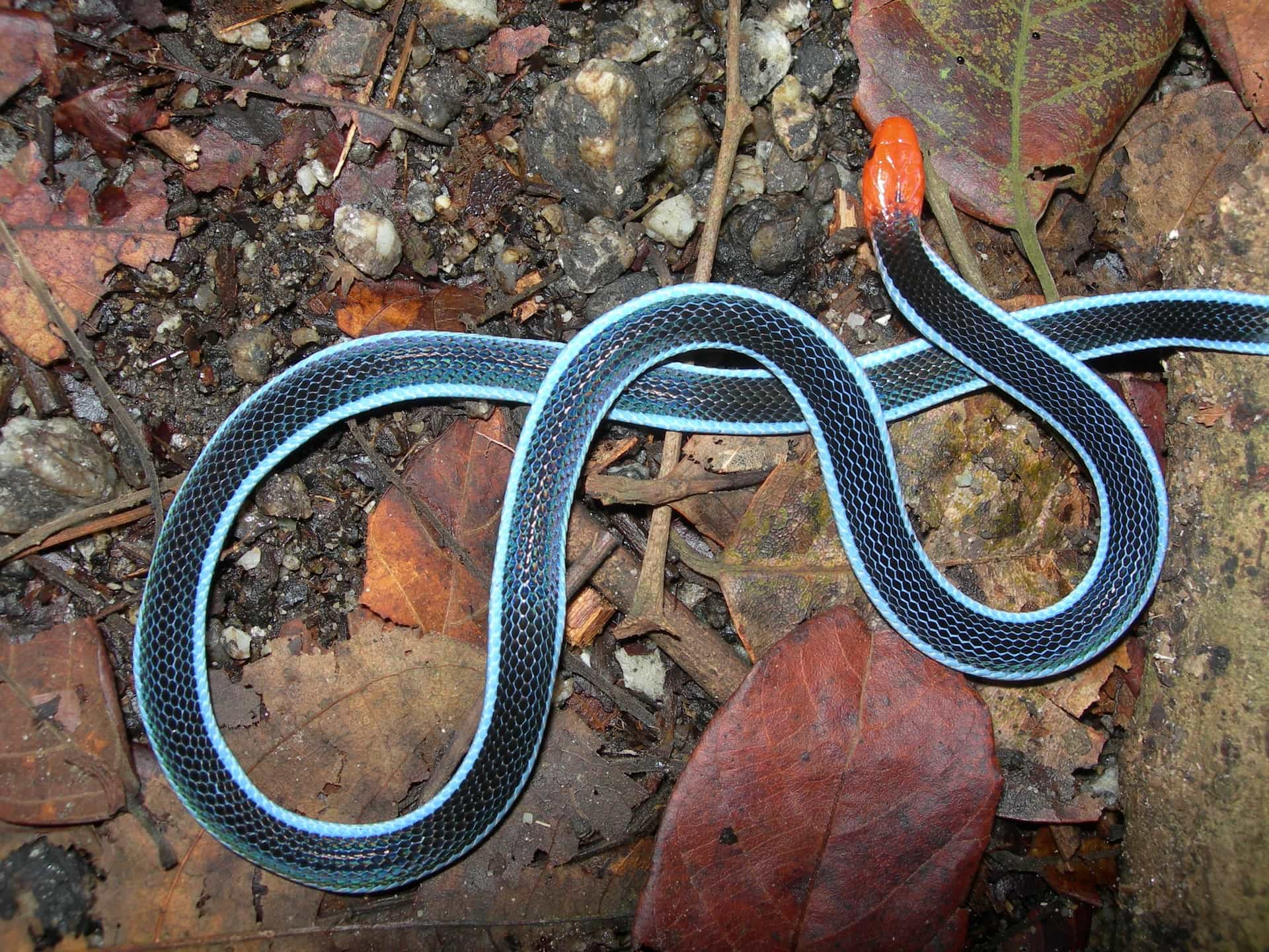 Deadly animals helping us understand pain | Stories of Australian ...